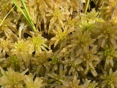 Sphagnum pulchrum