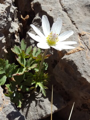 Anemone tuberosa