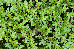 Pilea microphylla image