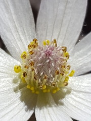 Anemone tuberosa