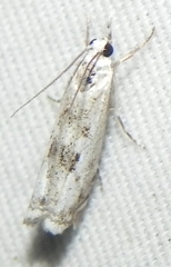 Microcrambus minor