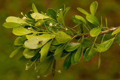 Hypelate trifoliata