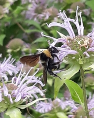 Bombus auricomus