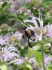 Bombus auricomus