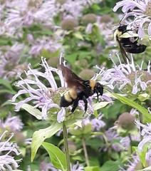 Bombus auricomus