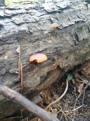 Cyptotrama chrysopepla