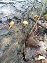 Cyptotrama chrysopepla