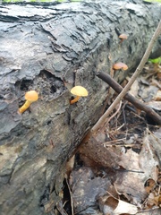 Cyptotrama chrysopepla