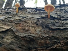 Cyptotrama chrysopepla