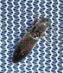 Agriotes oblongicollis