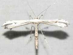 Oidaematophorus