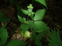 Sanicula trifoliata