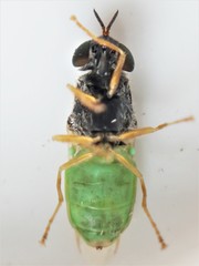 Odontomyia virgo