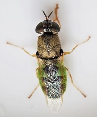 Odontomyia virgo