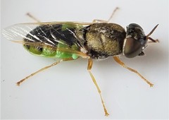 Odontomyia virgo