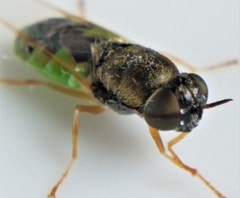 Odontomyia virgo