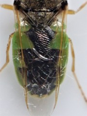 Odontomyia virgo