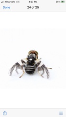 Rhagoletis pomonella