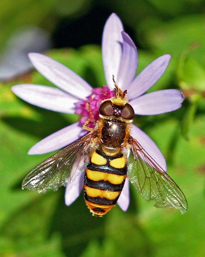 Broad-banded Aphideater