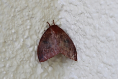 Automeris io