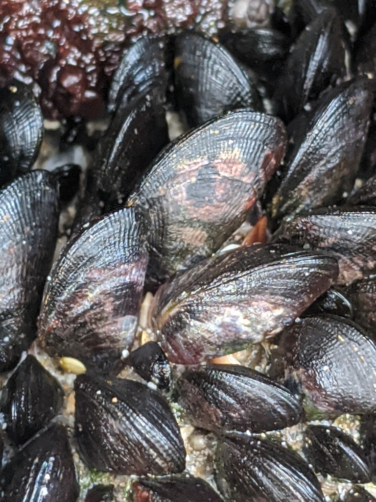 Hawaiian Mussel