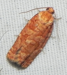 Choristoneura pinus