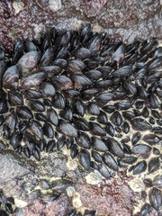 Brachidontes