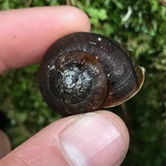 Helminthoglypta nickliniana