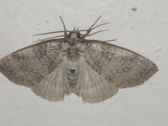 Thyatirinae