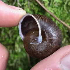 Helminthoglypta nickliniana