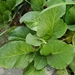 photo of Dicots (Magnoliopsida)