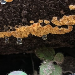 Serpulaceae