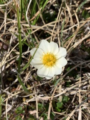Dryas integrifolia
