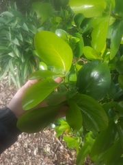 Griselinia lucida