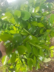 Griselinia lucida