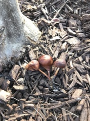 Collybiopsis luxurians