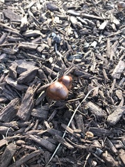 Collybiopsis luxurians