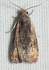 Olethreutes nigranum