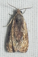 Olethreutes nigranum