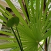 photo of Little Lady Palm (Rhapis excelsa)