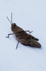 Trimerotropis fontana