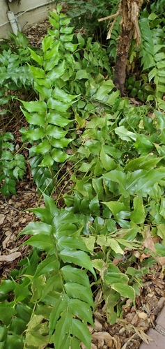 photo of House Holly-fern (Cyrtomium falcatum)