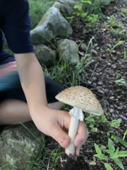Amanita