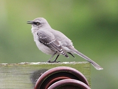 Mimus gilvus