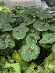 Farfugium japonicum