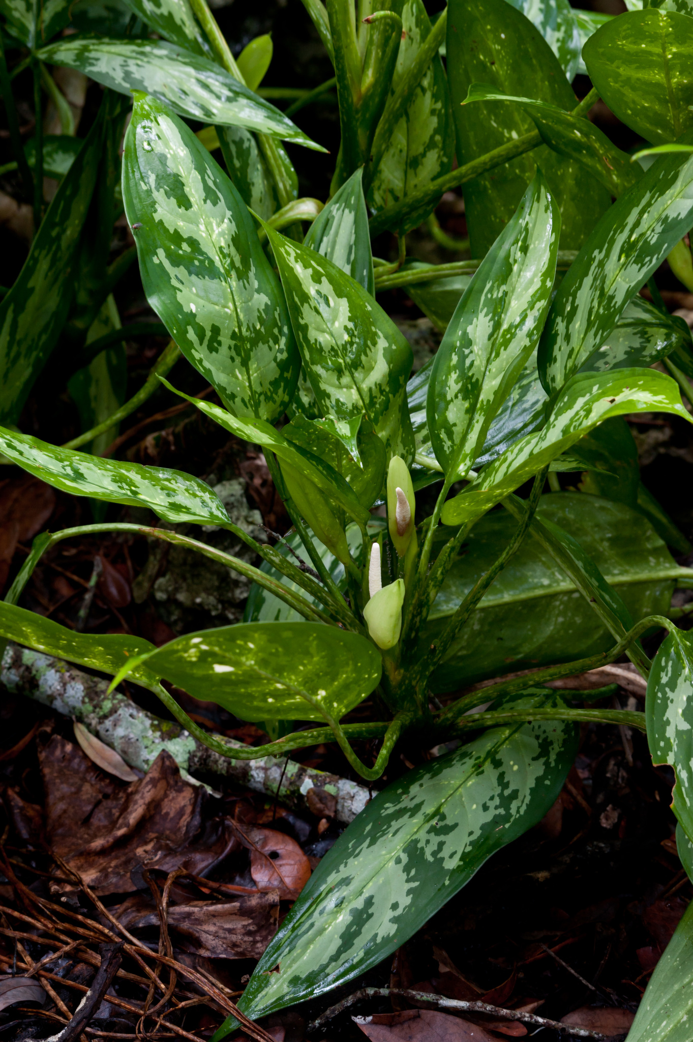 Aglaonema commutatum var. maculatum