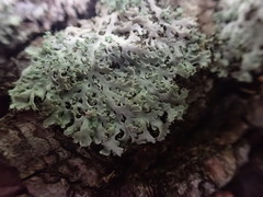 Heterodermia speciosa image