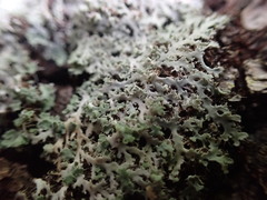 Heterodermia speciosa image