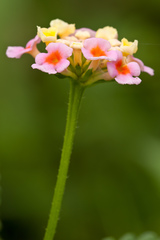 Lantana × strigocamara