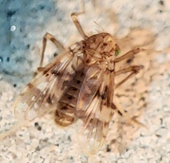 Psectrotanypus dyari